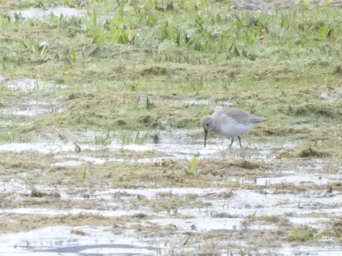 myrsnipe - ML644525622