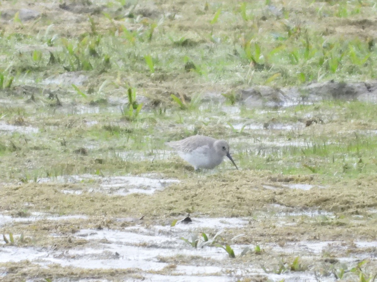 myrsnipe - ML644525623