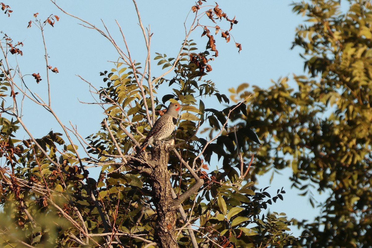 Northern Flicker - ML644525625