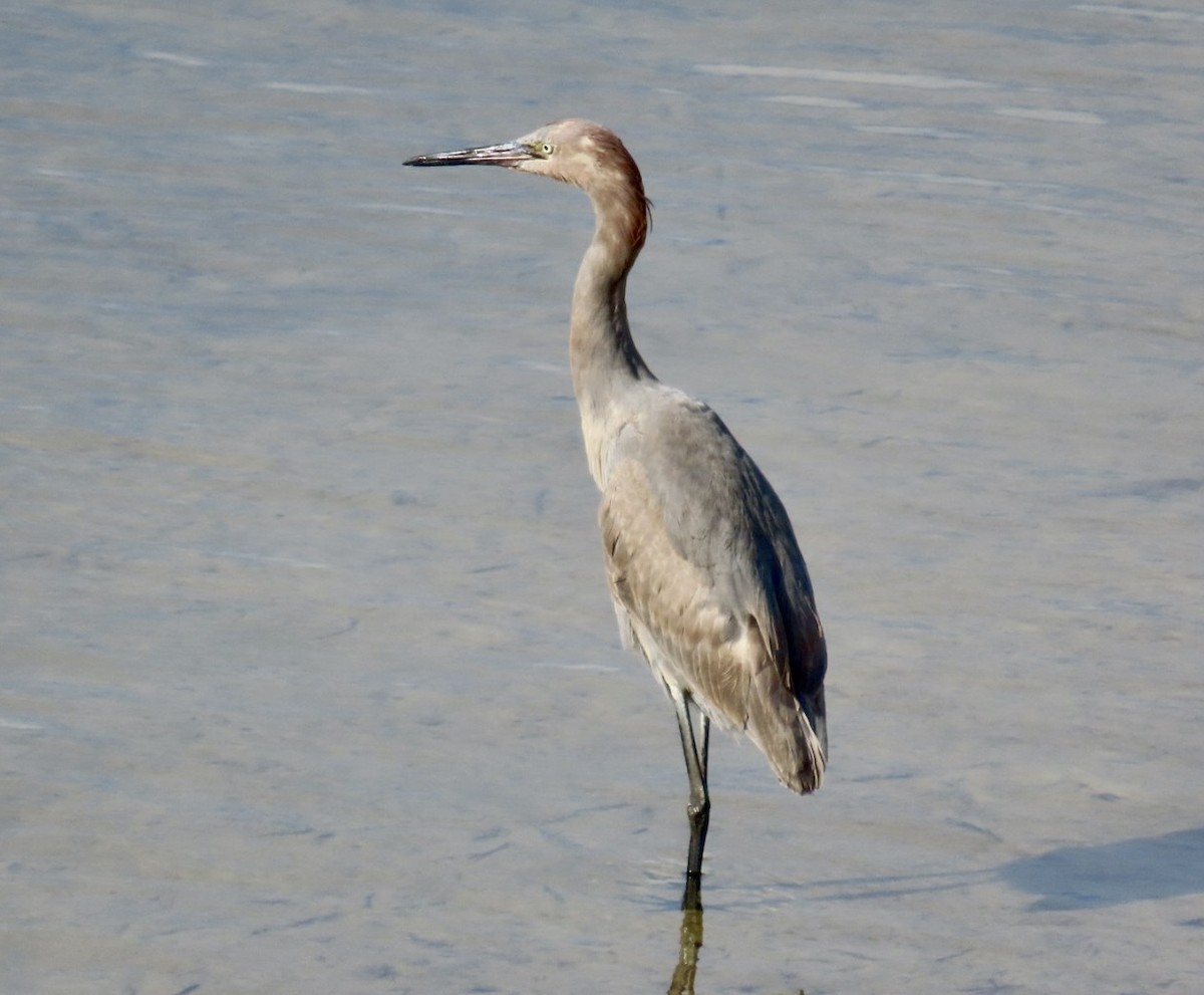 Reddish Egret - ML644525626