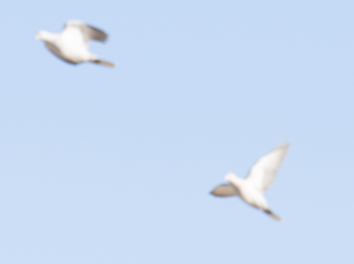 Eurasian Collared-Dove - ML644525629