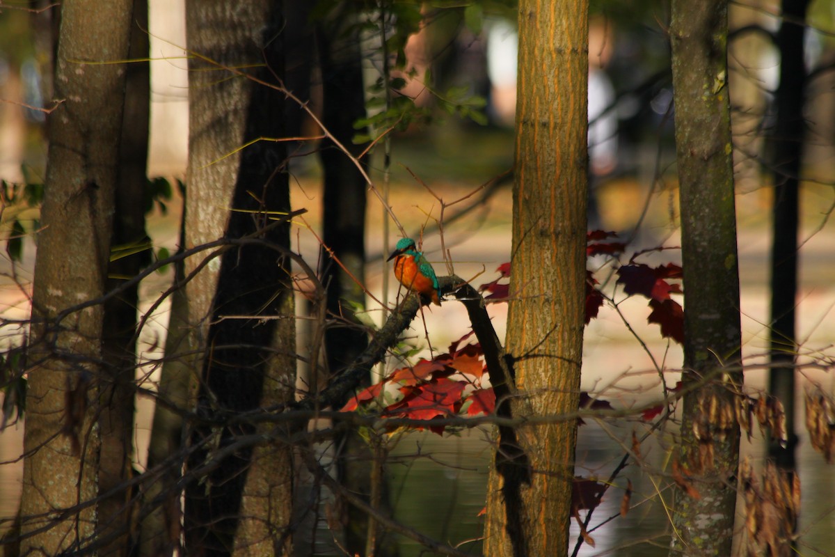 翠鳥 - ML644525642