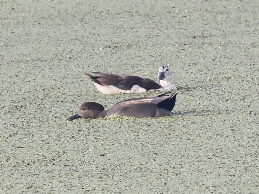 Knob-billed Duck - ML644525648