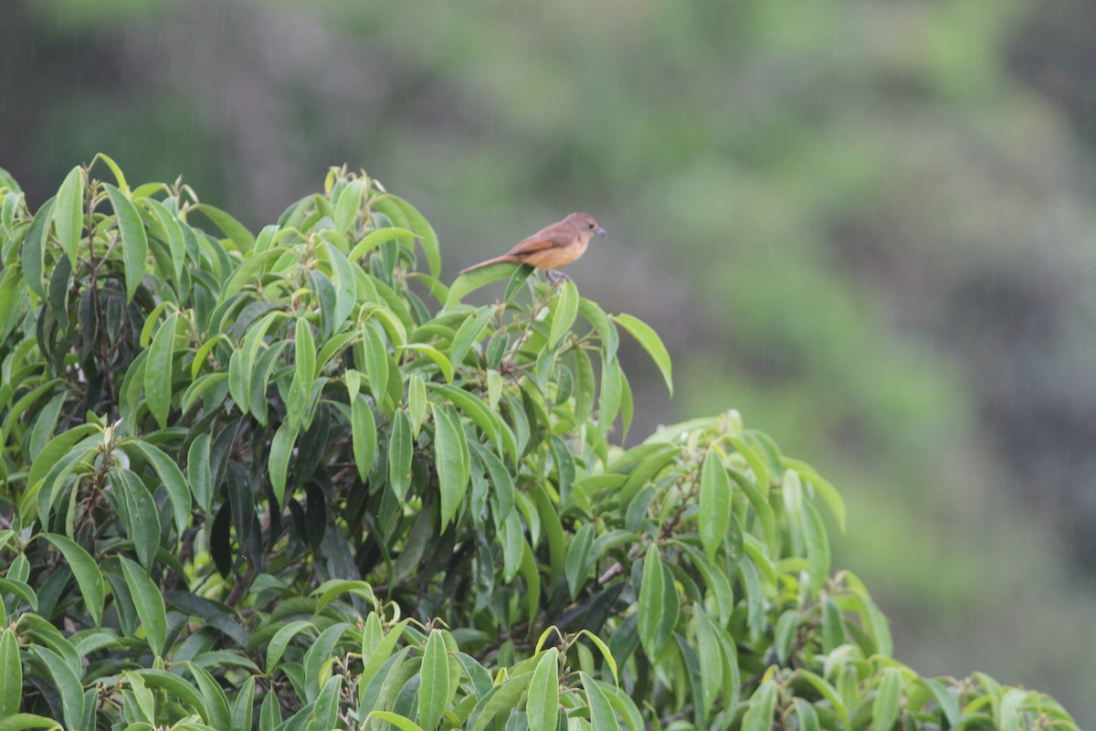 Flame-crested Tanager - ML644525655