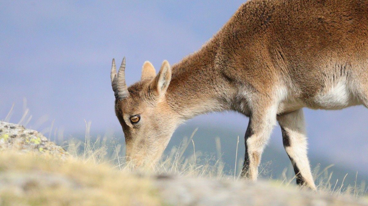 Animals - ML644525656