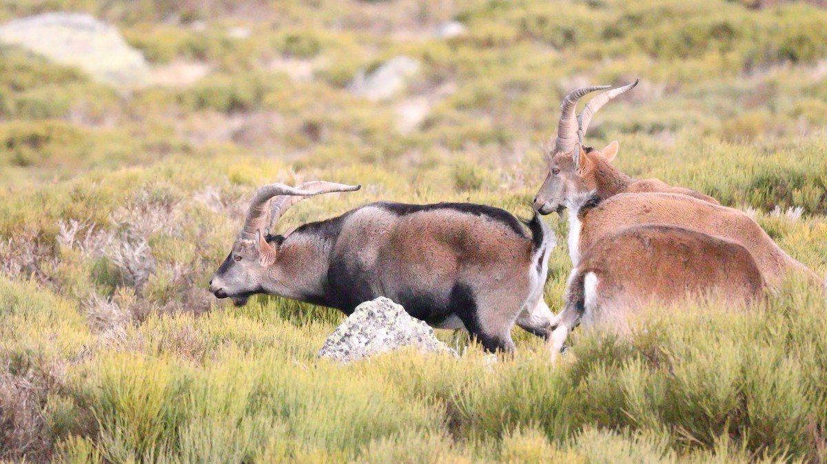 Animals - ML644525658