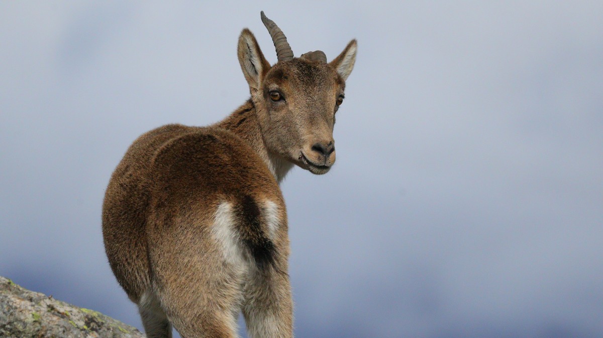 Animals - ML644525659