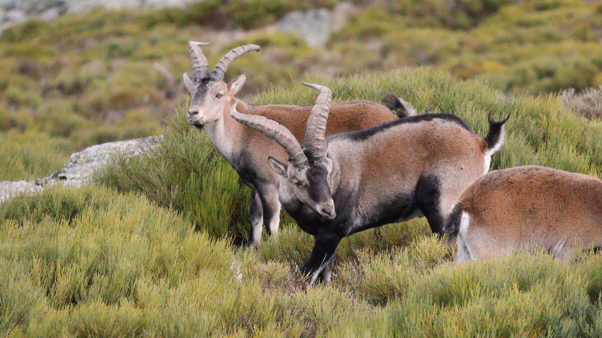 Animals - ML644525660