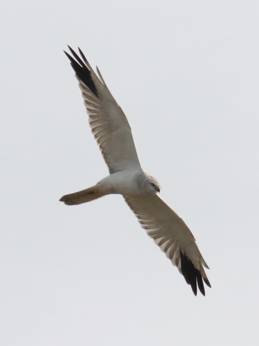 Aguilucho Papialbo - ML644525662