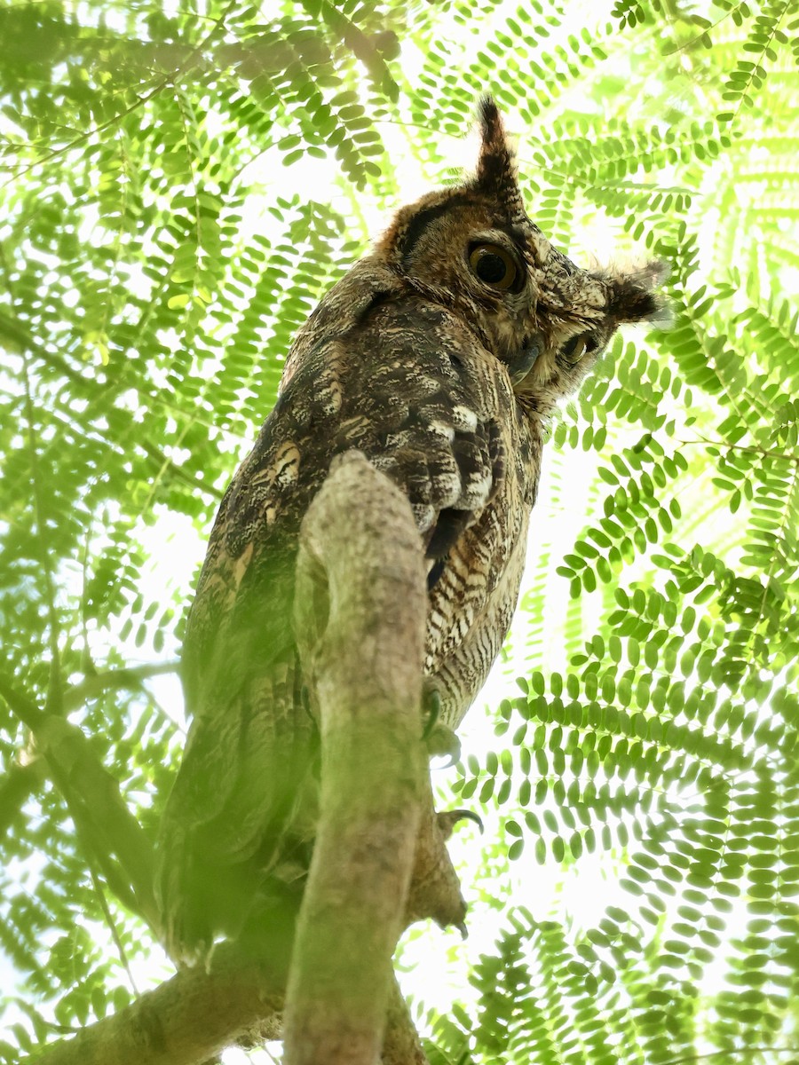 wadihubro - ML644525664