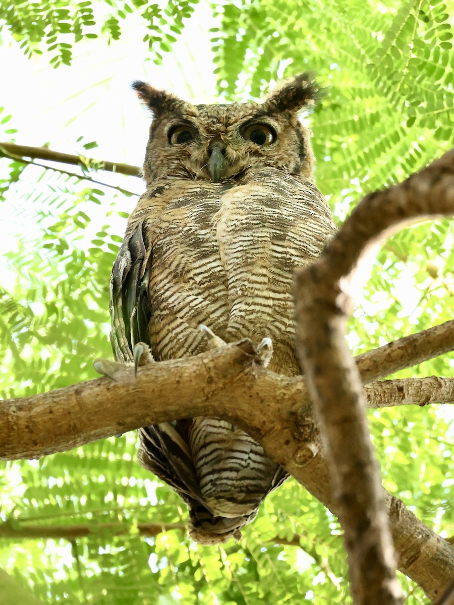 wadihubro - ML644525665