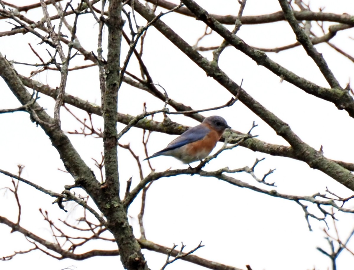 salašník modrý - ML644525676