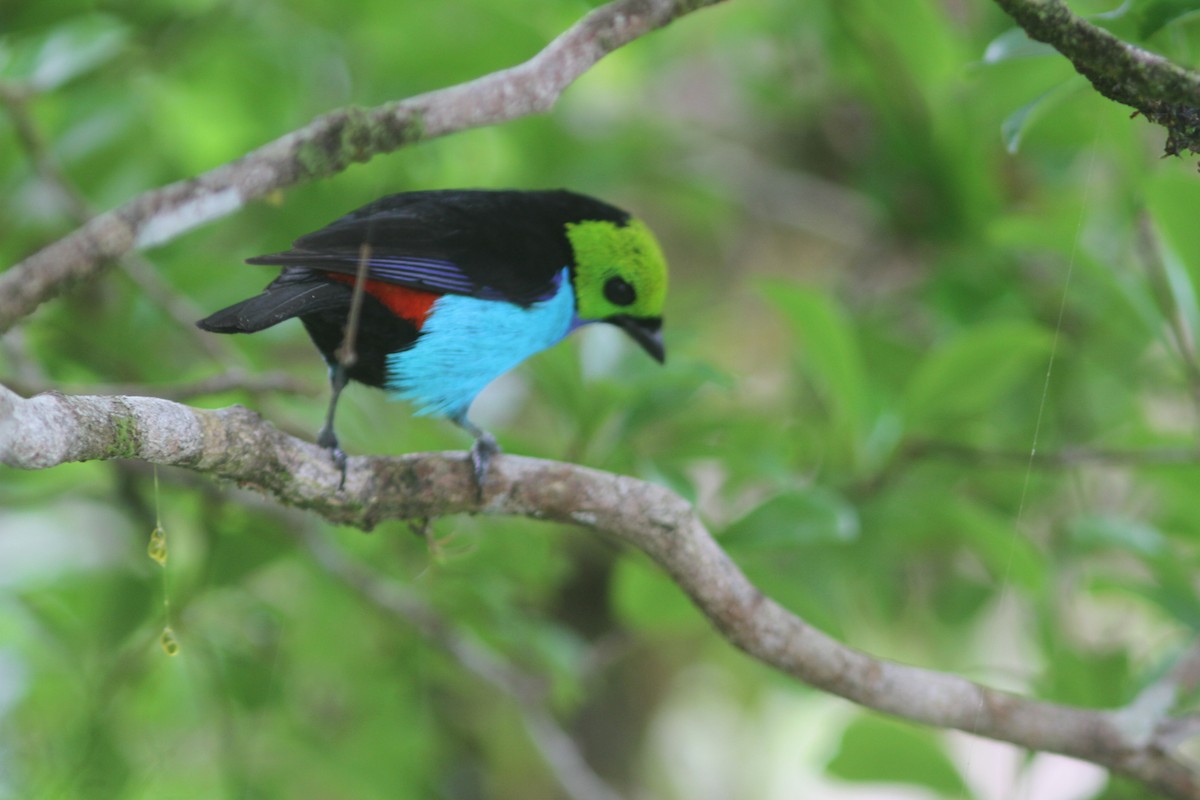 Paradise Tanager - ML644525680