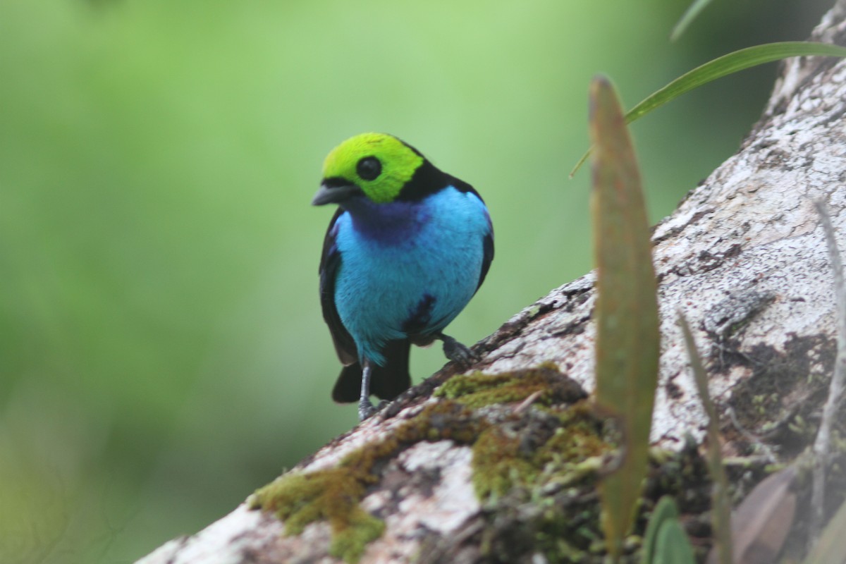 Paradise Tanager - ML644525681