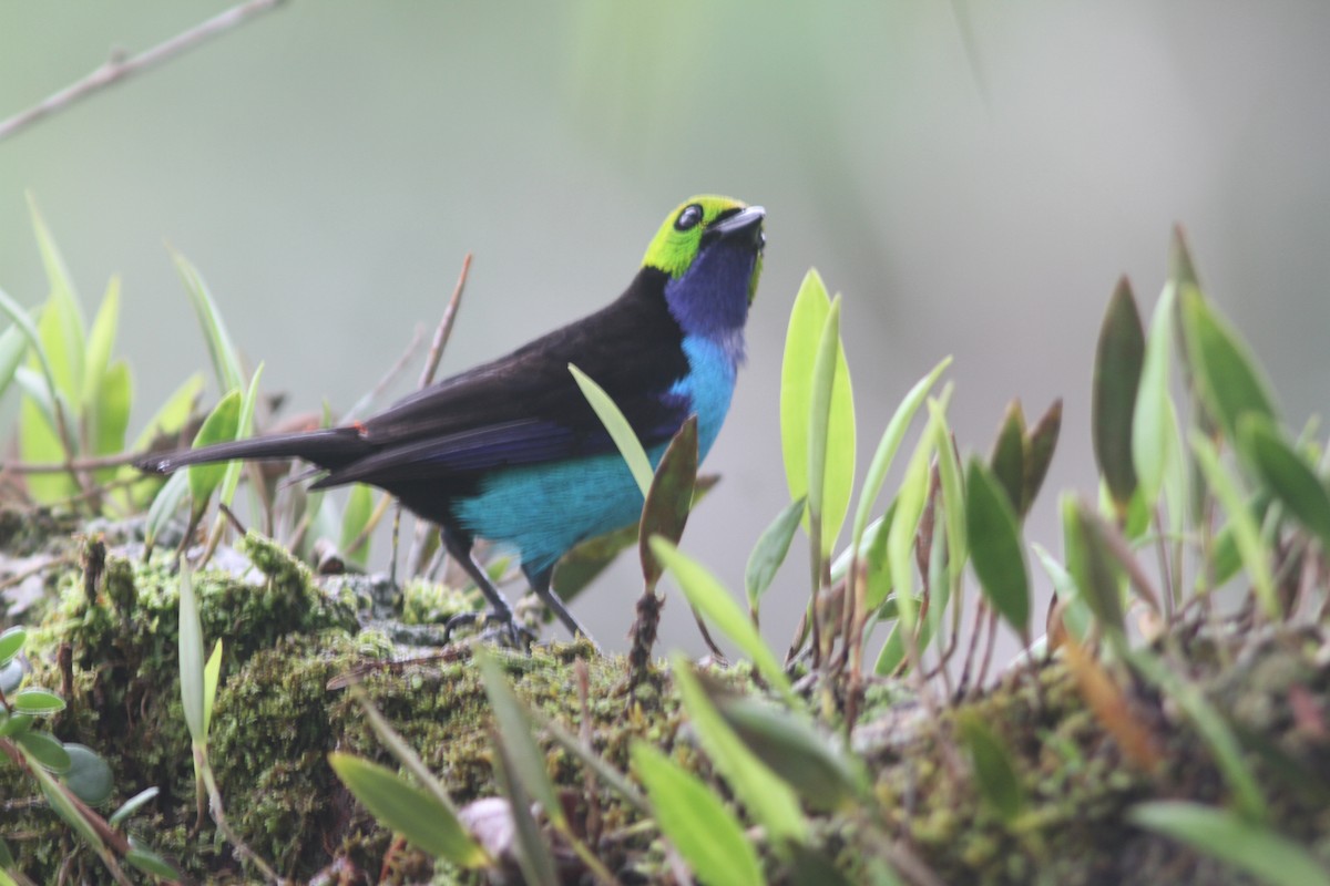 Paradise Tanager - ML644525682