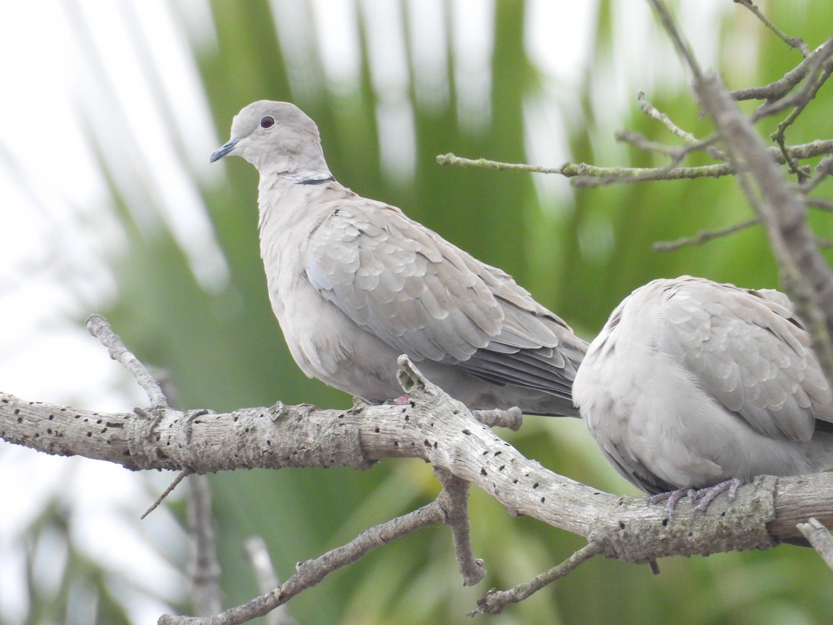 Eurasian Collared-Dove - ML644525685