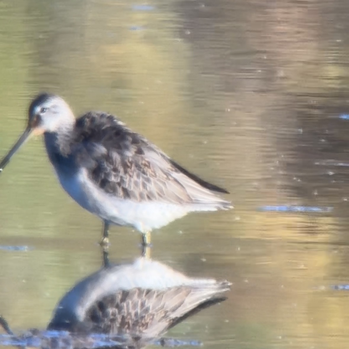 Long-billed Dowitcher - ML644525692