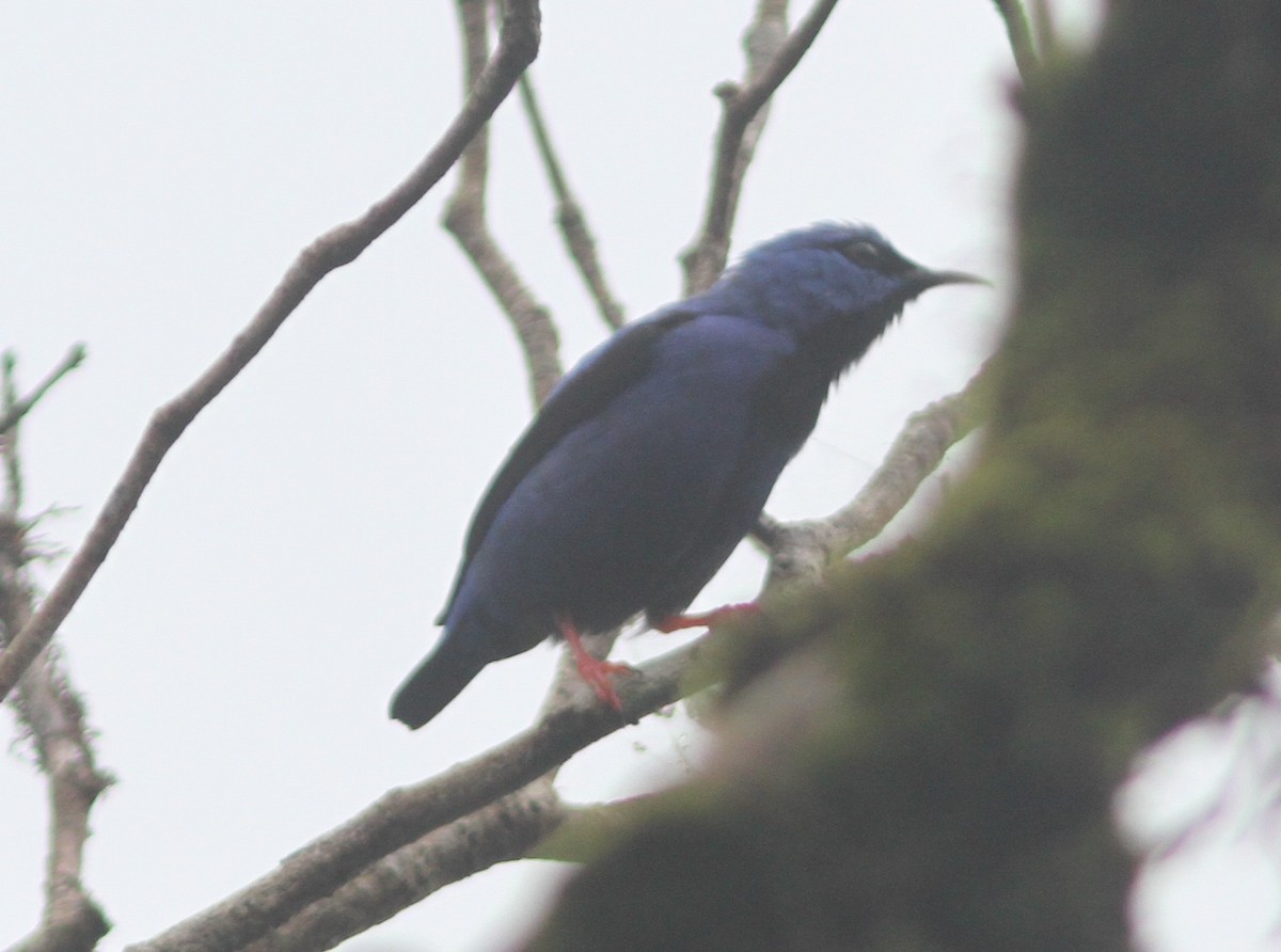 Short-billed Honeycreeper - ML644525694