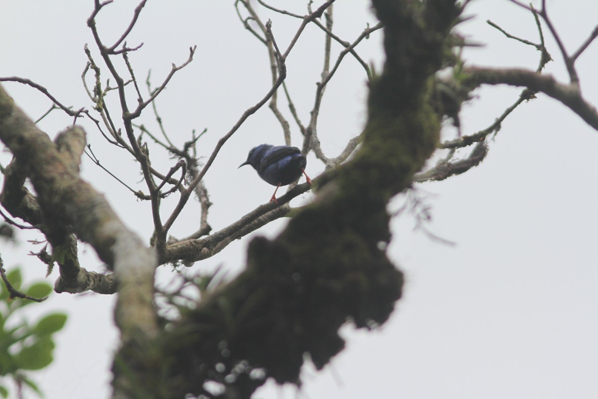 Short-billed Honeycreeper - ML644525695