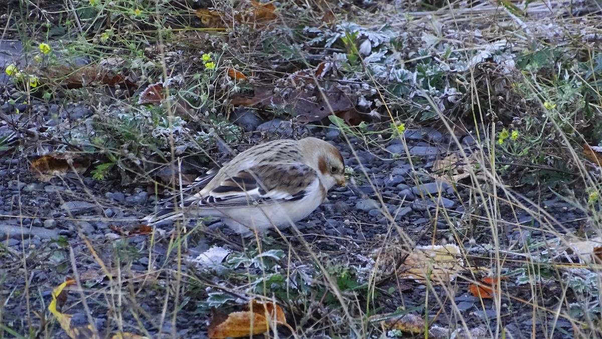 Snow Bunting - ML644525698