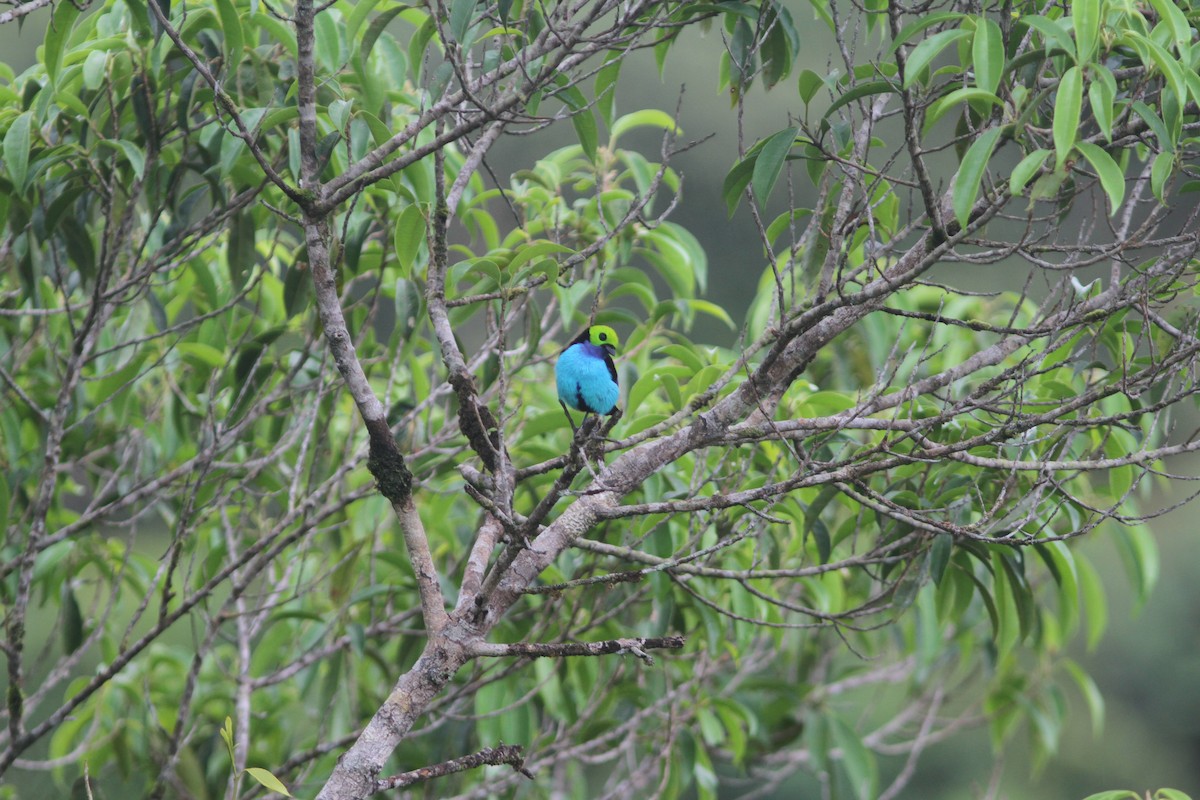 Paradise Tanager - ML644525704