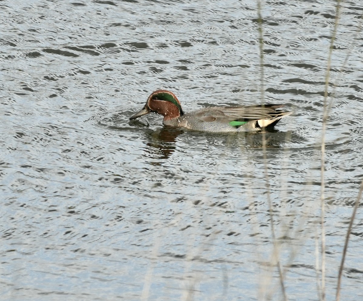 Green-winged Teal (Eurasian) - ML644525705