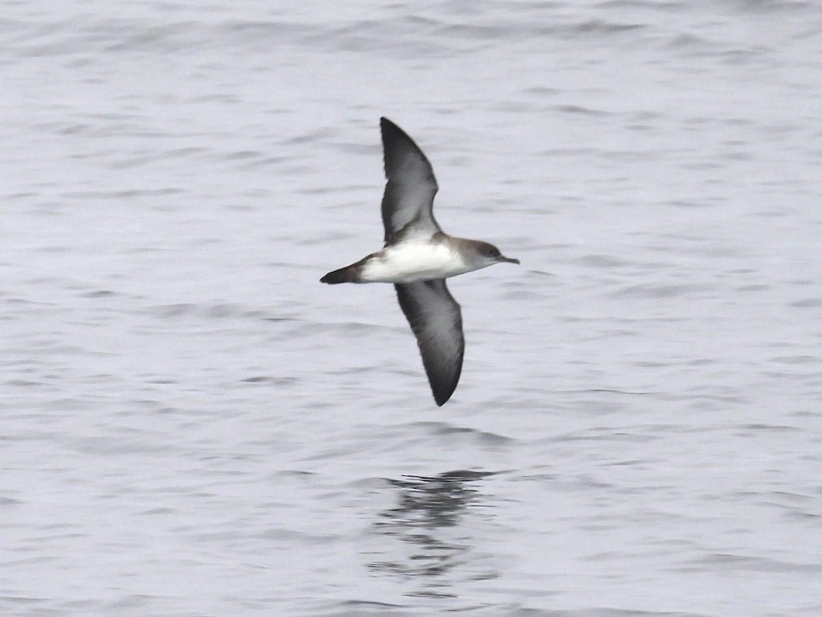 bajalire - ML644525706