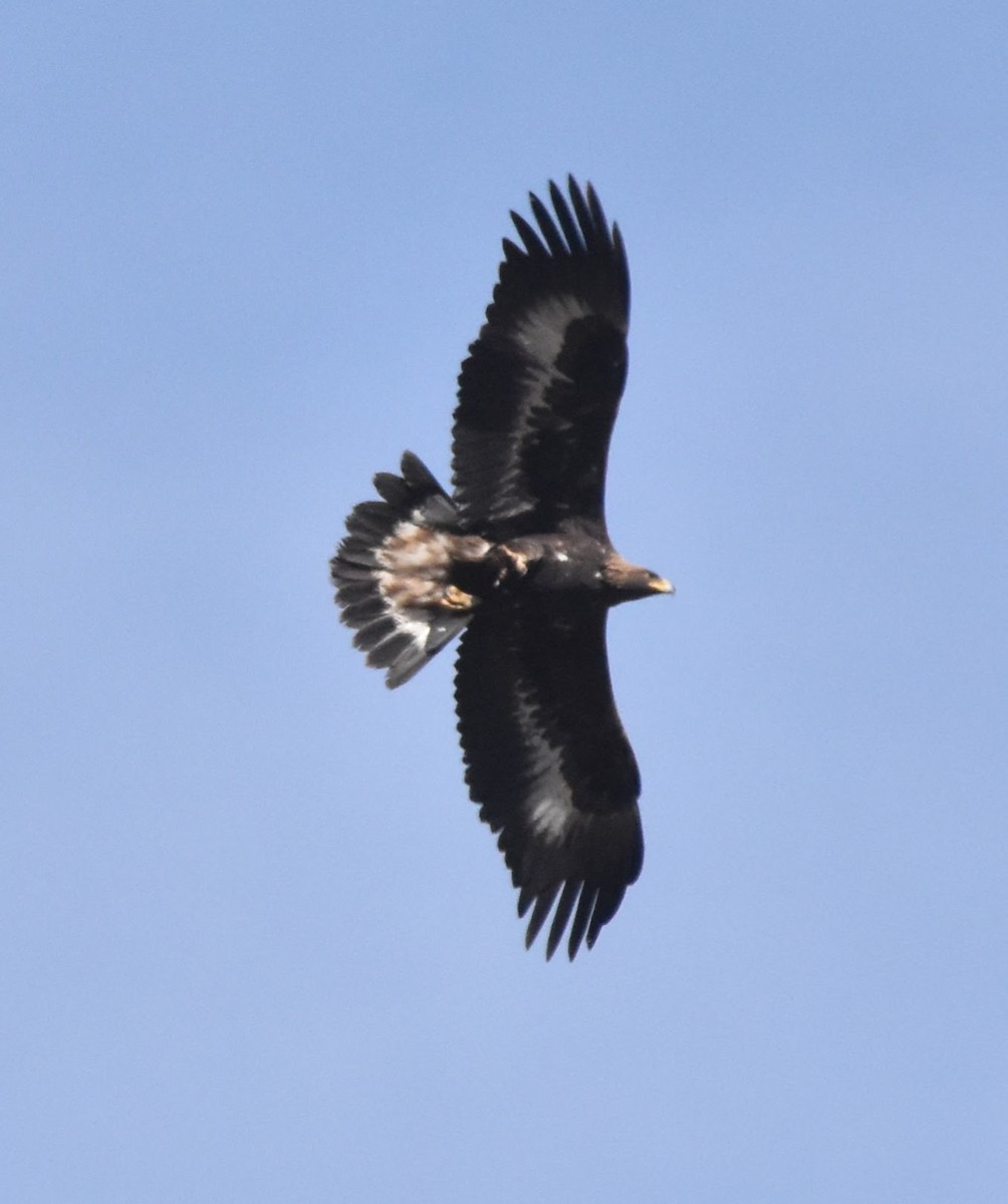 イヌワシ - ML644525710