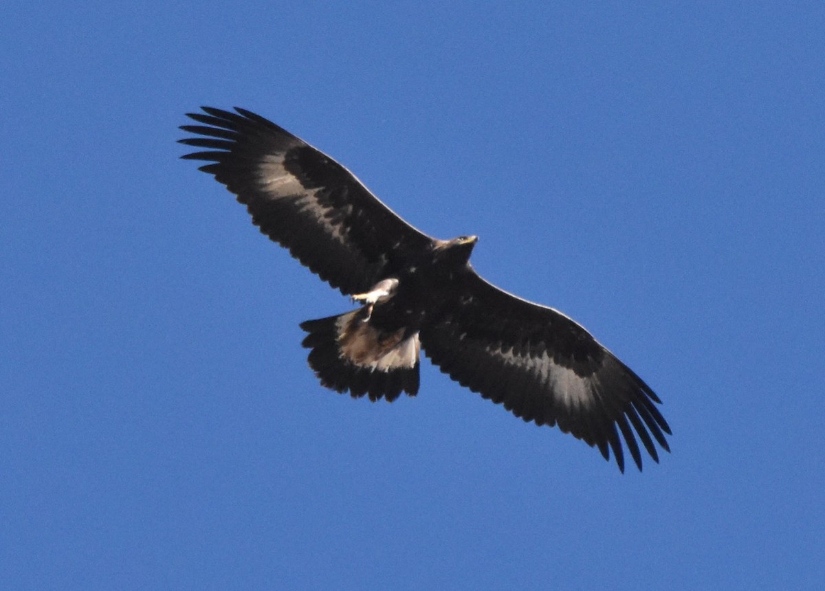 イヌワシ - ML644525711