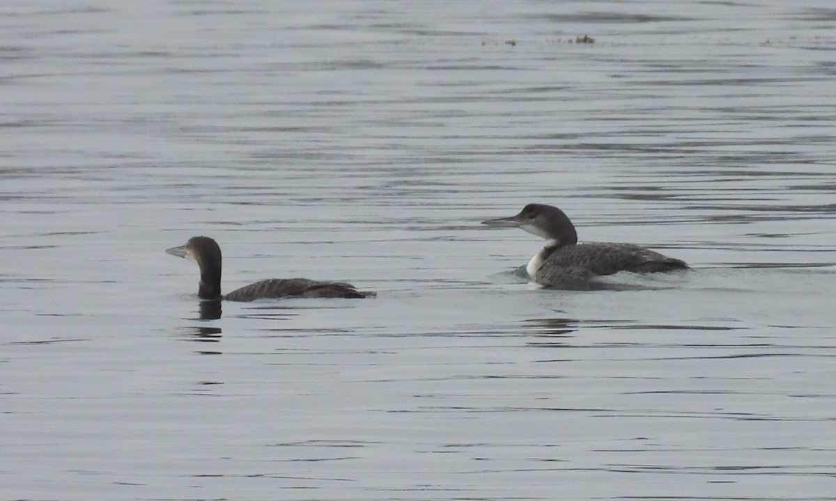 Eistaucher - ML644525712