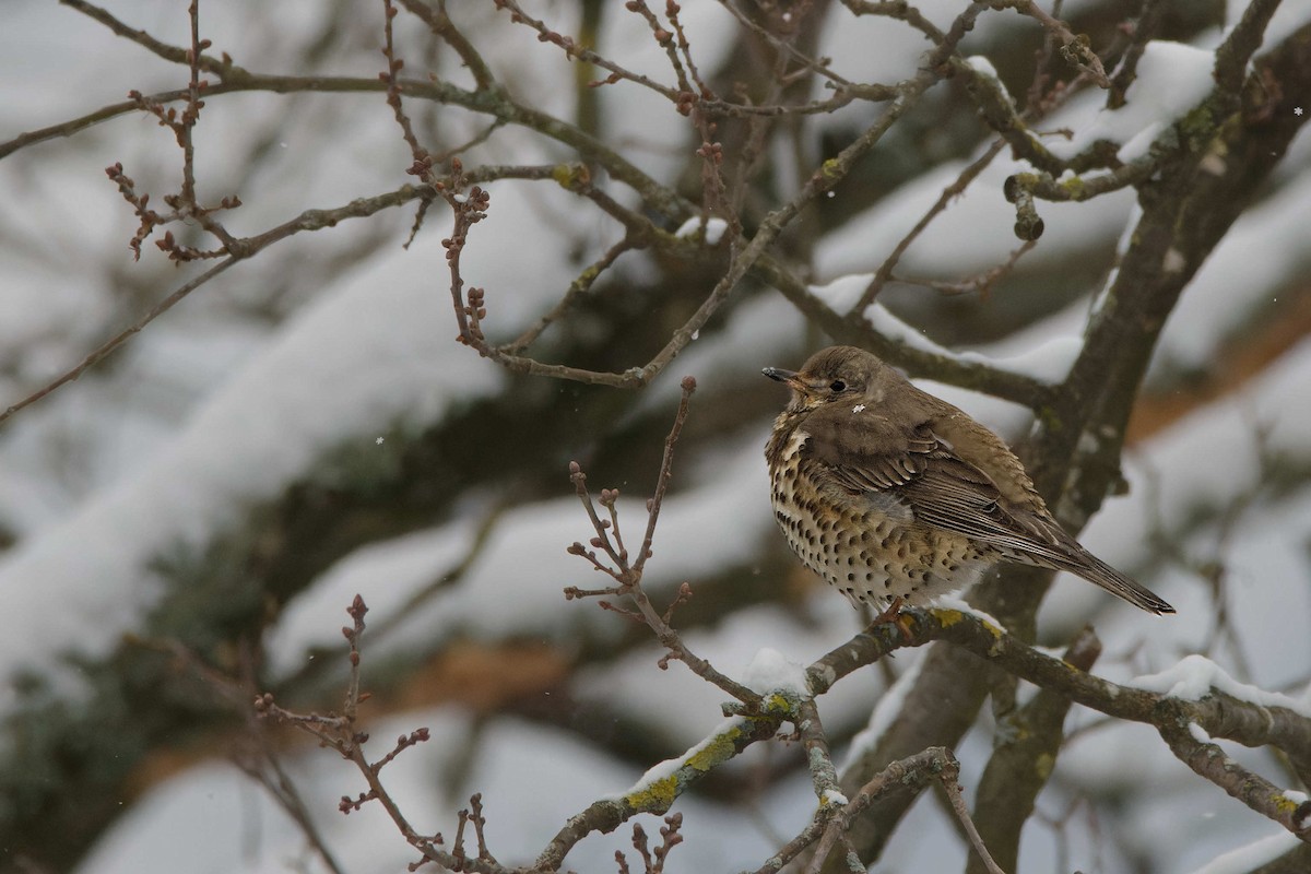 ヤドリギツグミ - ML644525713