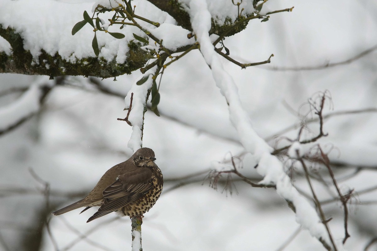 ヤドリギツグミ - ML644525714