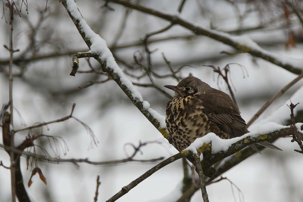 ヤドリギツグミ - ML644525716