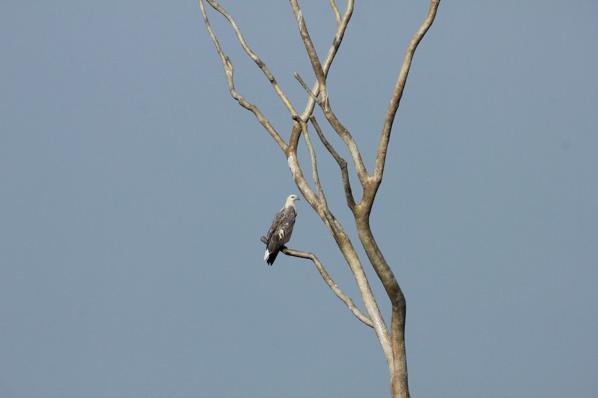 White-bellied Sea-Eagle - ML644525719