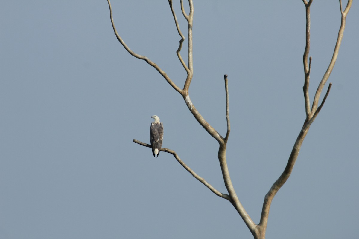 White-bellied Sea-Eagle - ML644525720