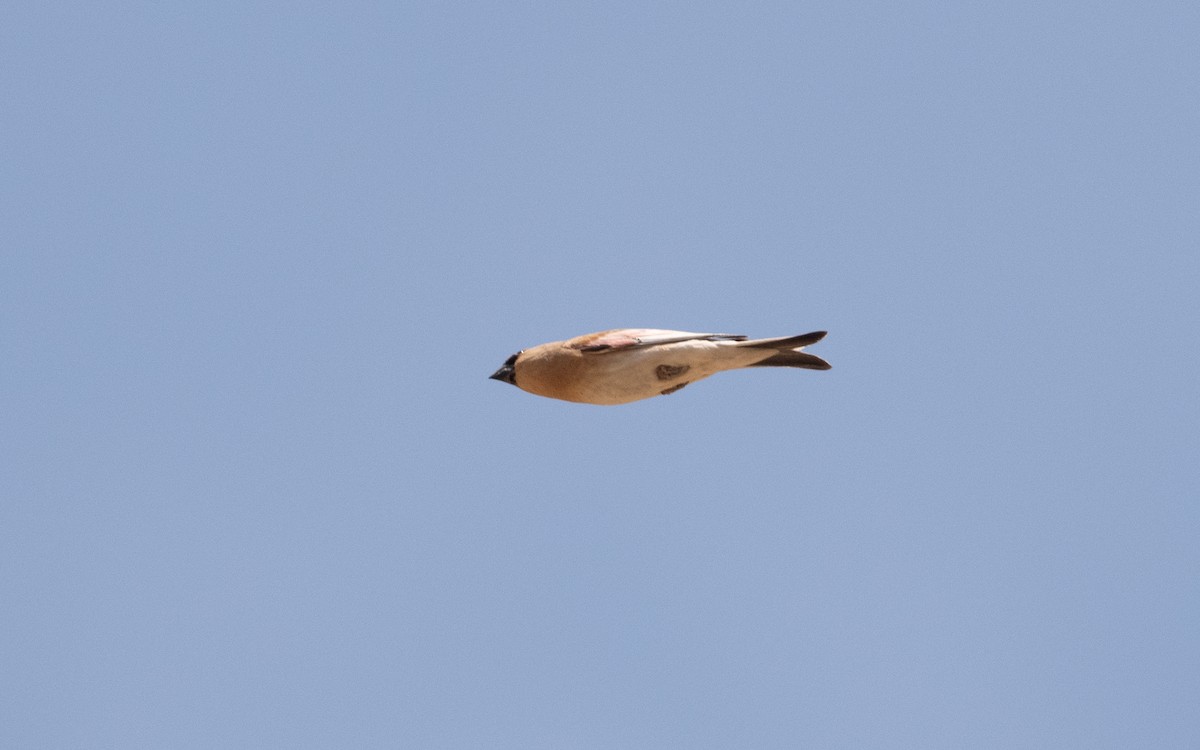 Desert Finch - ML644525725