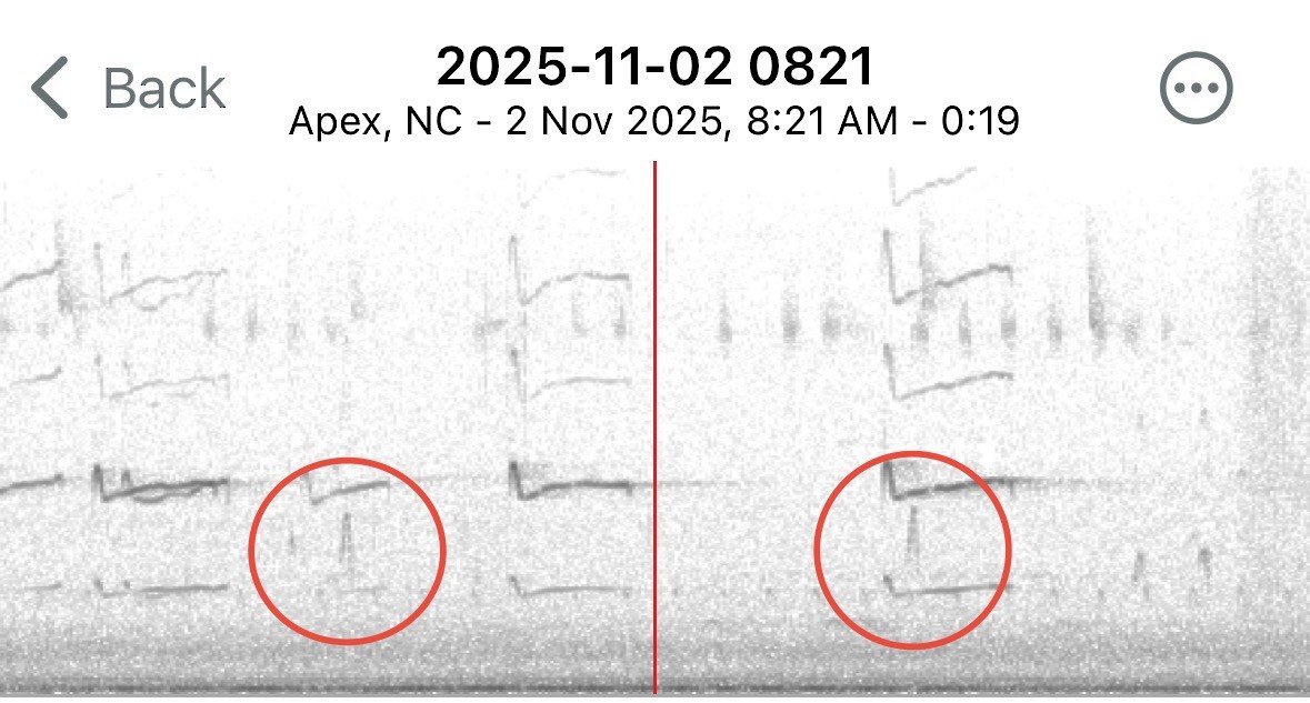 Long-billed Dowitcher - ML644525728