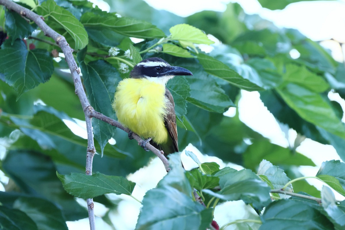 Boat-billed Flycatcher - ML644525732