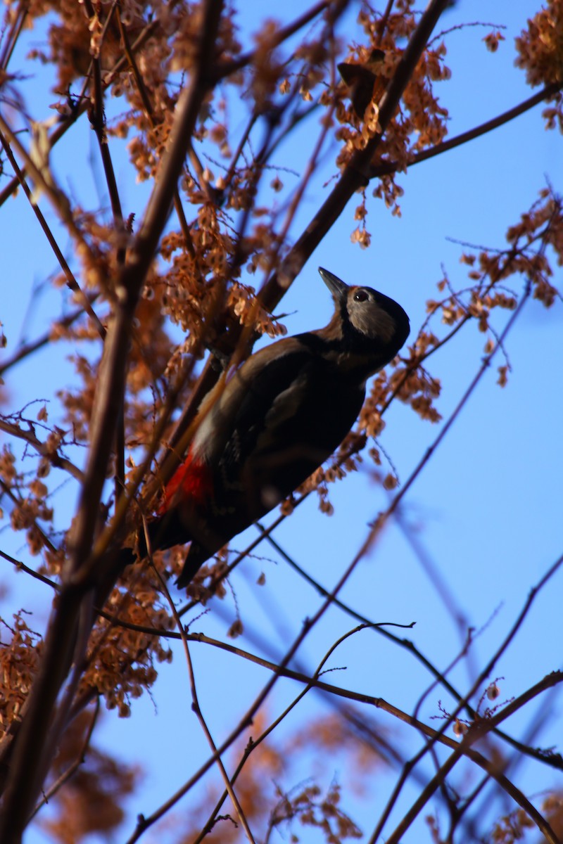 Great Spotted Woodpecker - ML644525733