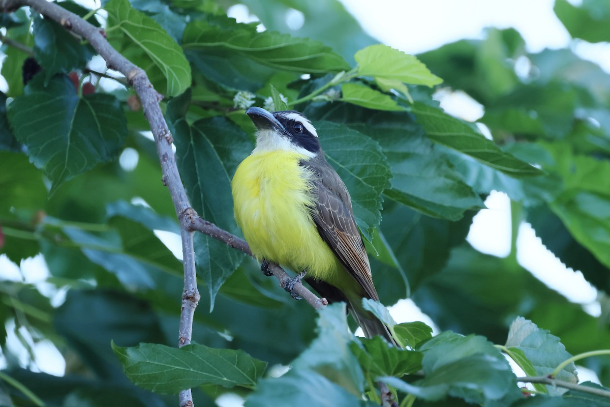 Boat-billed Flycatcher - ML644525734