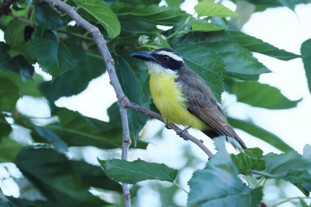 Boat-billed Flycatcher - ML644525735