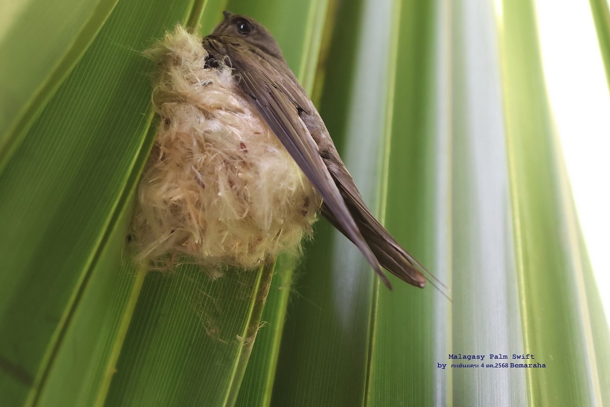 Malagasy Palm Swift - ML644525737