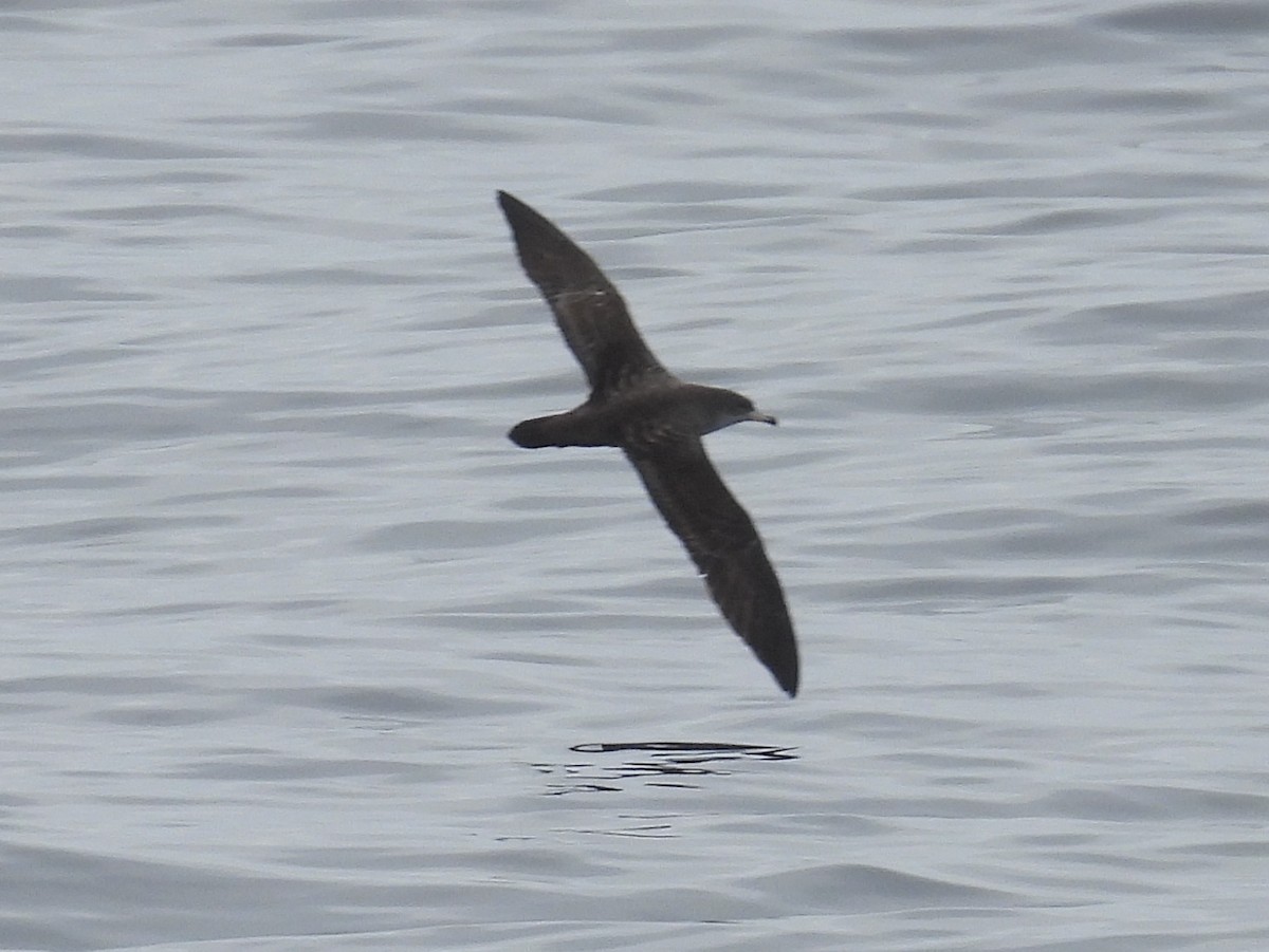 Pink-footed Shearwater - ML644525738