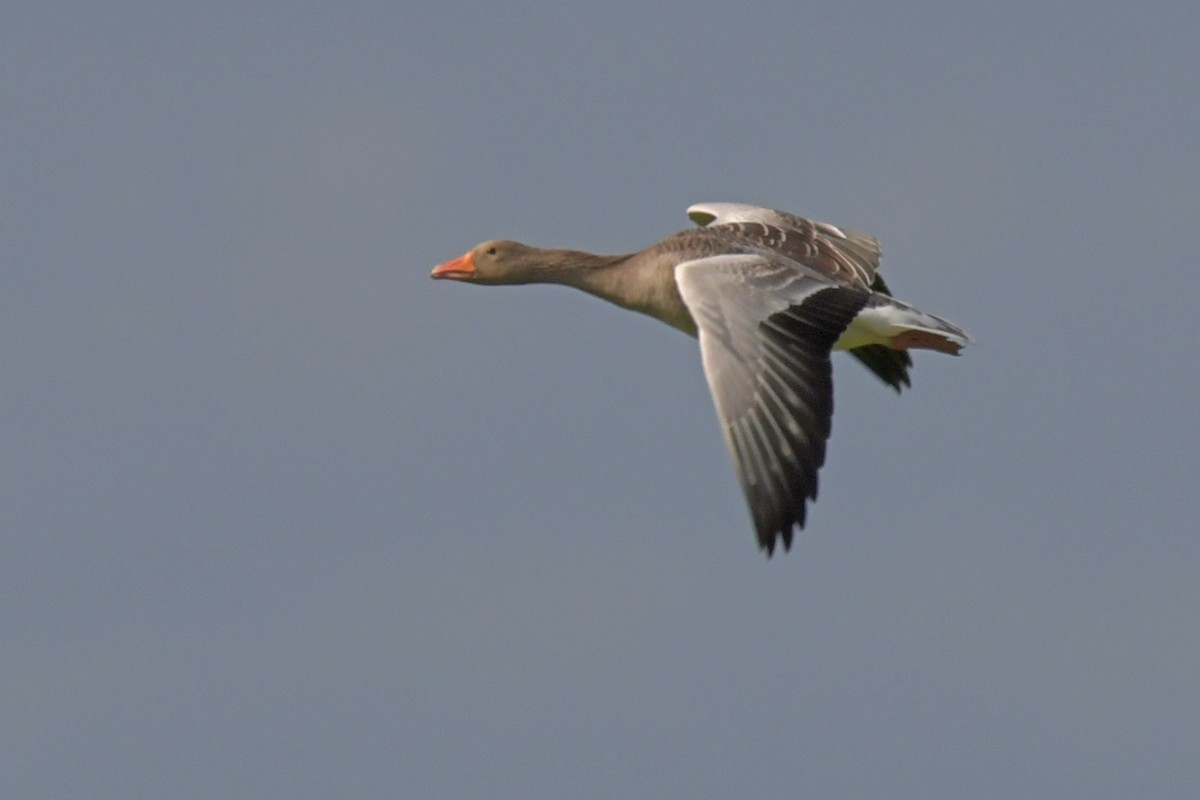 Graylag Goose - ML644525739