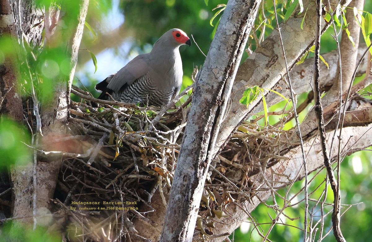 Madagascar Harrier-Hawk - ML644525740