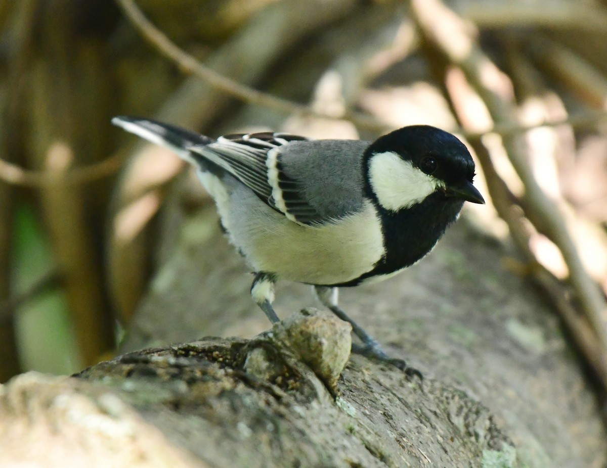 Asian Tit - ML644525742