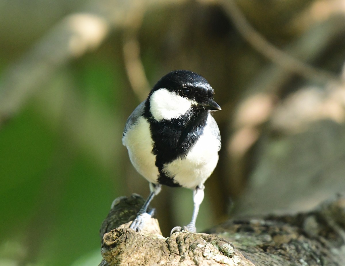 Asian Tit - ML644525743