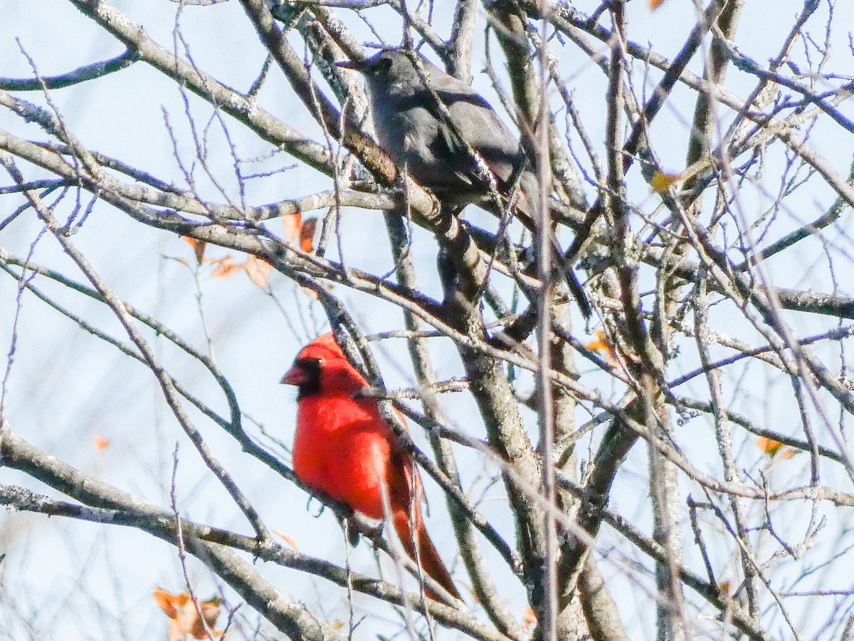 Northern Cardinal - ML644525744