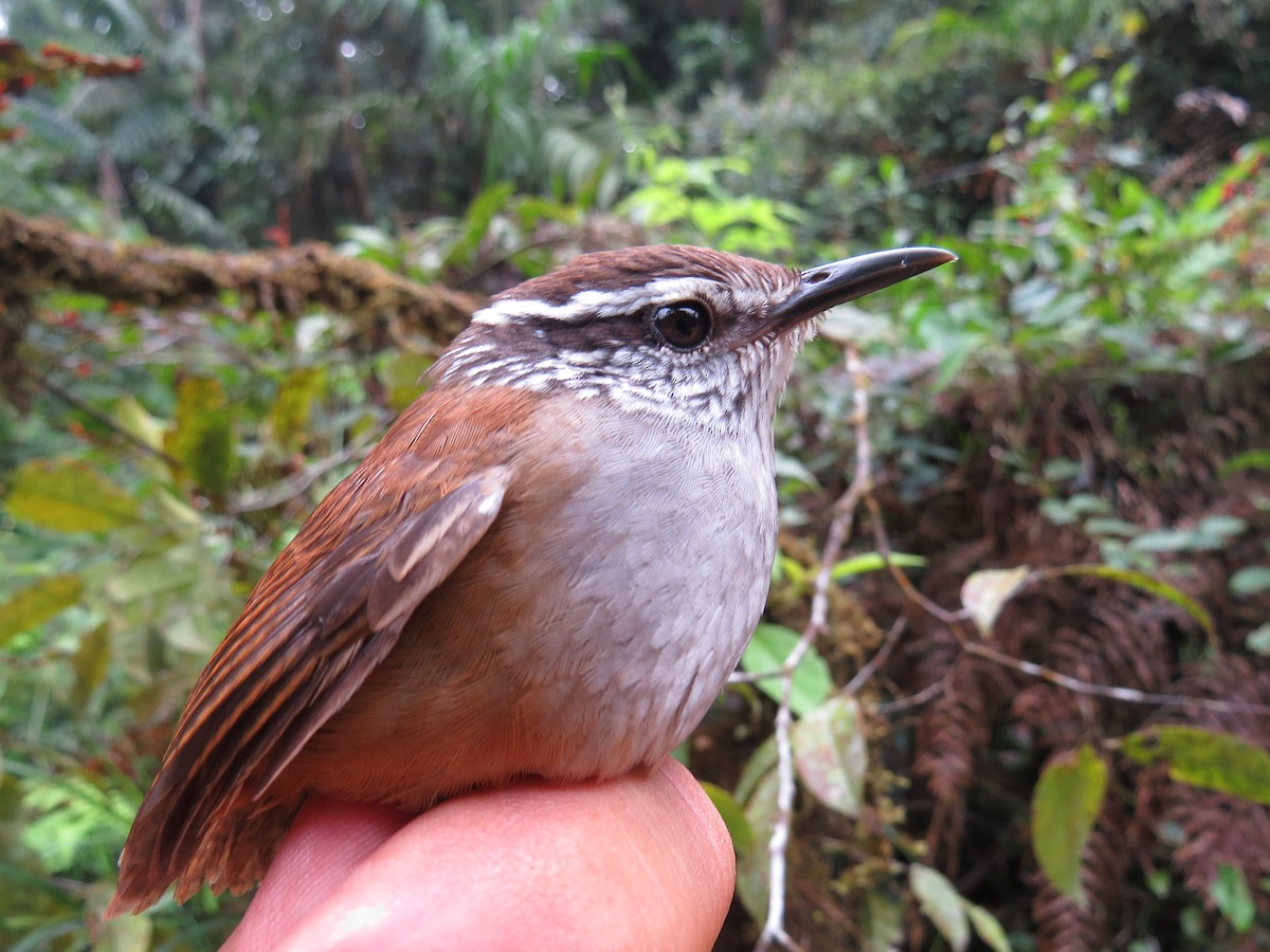 Gray-breasted Wood-Wren - ML644525745