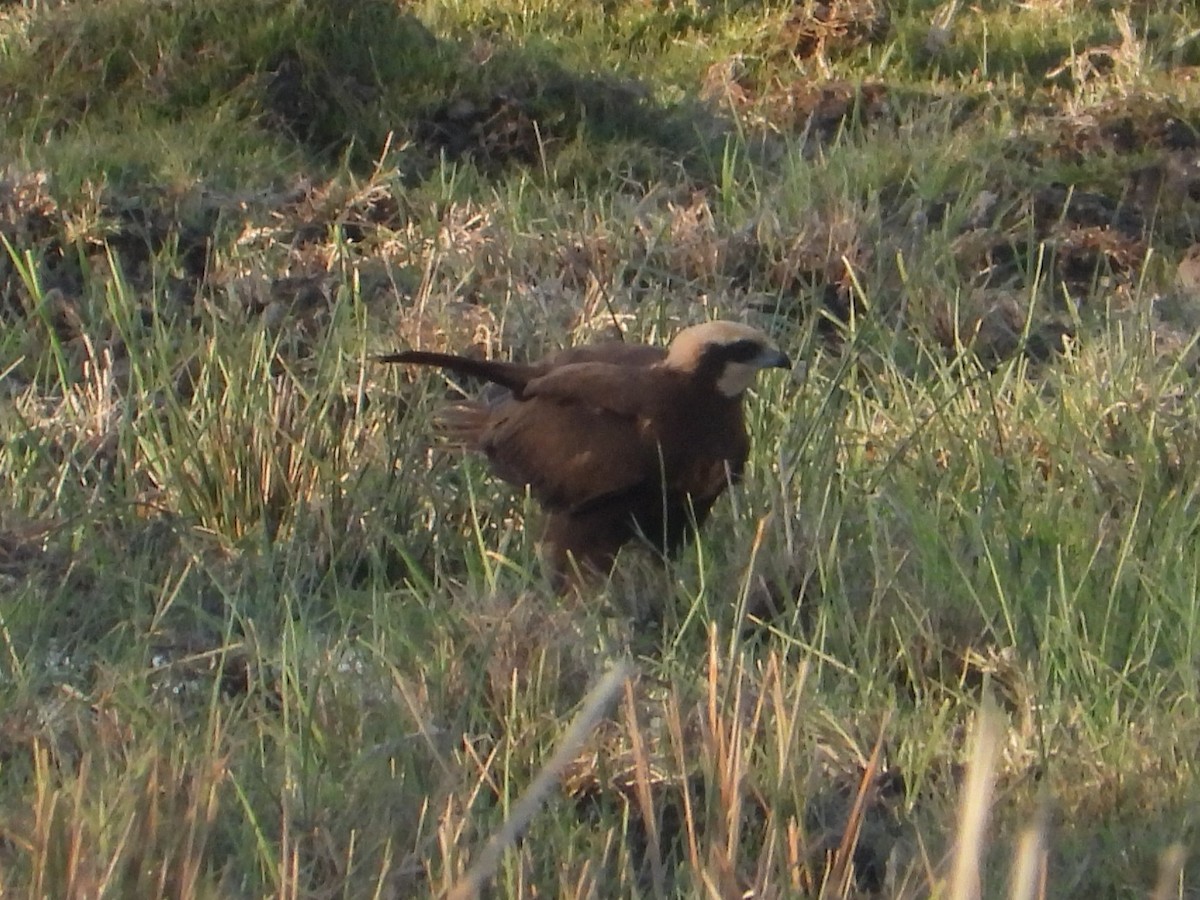 Western Marsh Harrier - ML644525746